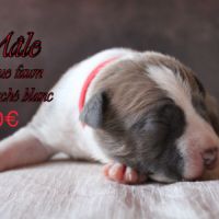 Chiots am’staff lof à réserver #5