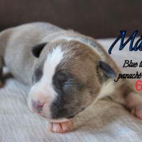 Chiots am’staff lof à réserver