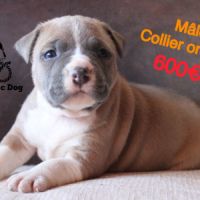 Chiots am’staff lof à réserver