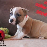 Chiots am’staff lof à réserver #2