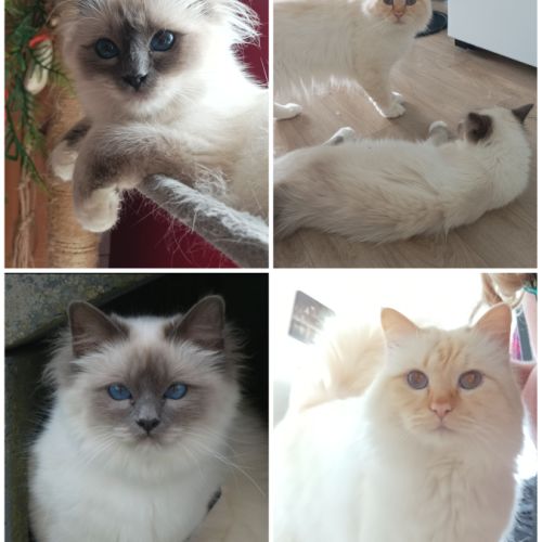 Chatons sacré de birmanie #1