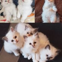 Chatons sacré de birmanie #2