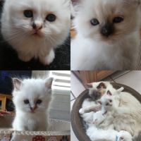 Chatons sacré de birmanie #3