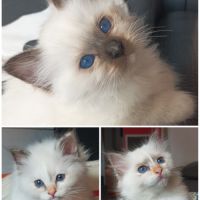 Chatons sacré de birmanie #0