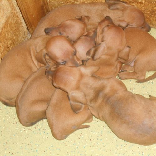 Chiots teckels standard poil ras lof à réserver #0