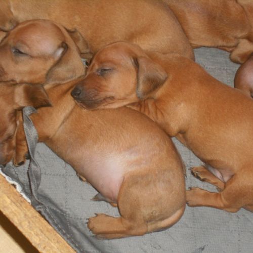 Chiots teckels standard poil ras lof à réserver #2