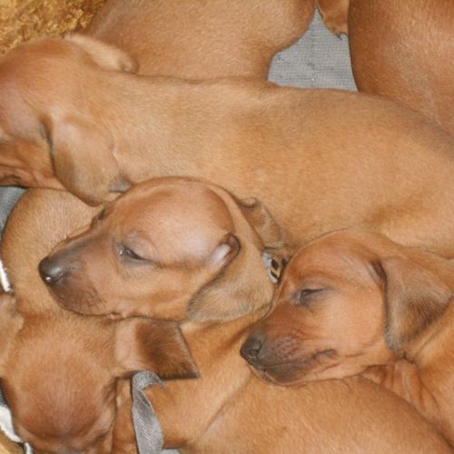 Chiots teckels standard poil ras lof à réserver #3