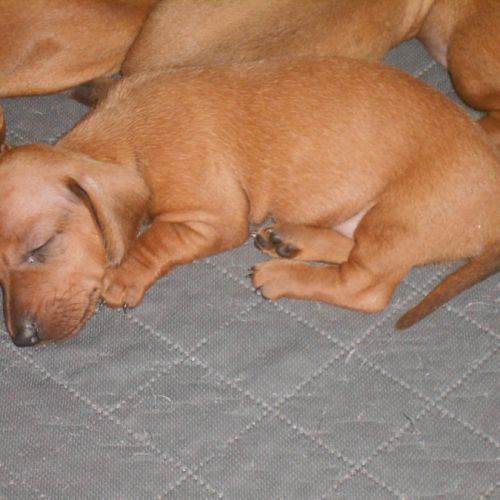 Chiots teckels standard poil ras lof à réserver #4