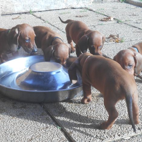 Chiots teckels standard poil ras lof à vendre #1