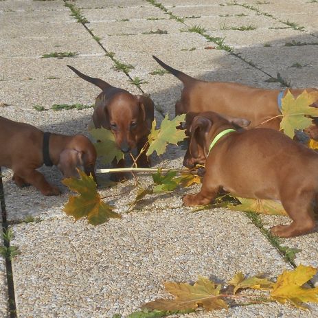 Chiots teckels standard poil ras lof à vendre #2