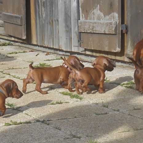 Chiots teckels standard poil ras lof à vendre #3