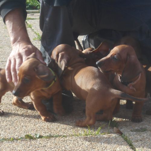 Chiots teckels standard poil ras lof à vendre #4