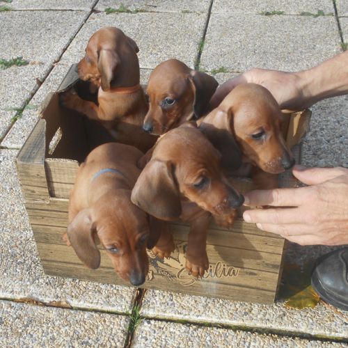 Chiots teckels standard poil ras lof à réserver