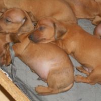 Chiots teckels standard poil ras lof à réserver #2