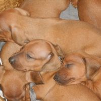 Chiots teckels standard poil ras lof à réserver #3