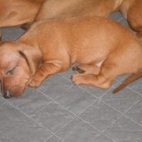 Chiots teckels standard poil ras lof à réserver #4