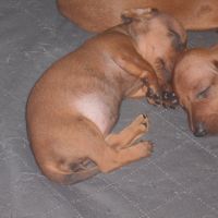 Chiots teckels standard poil ras lof à réserver #5