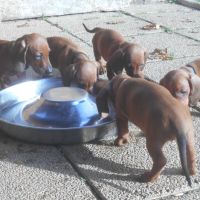 Chiots teckels standard poil ras lof à vendre #1