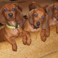 Chiots teckels standard poil ras lof à vendre