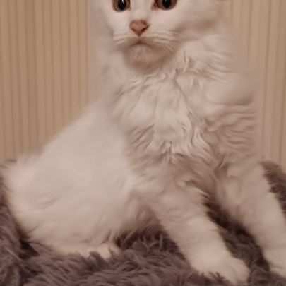 Chaton maine coon #3