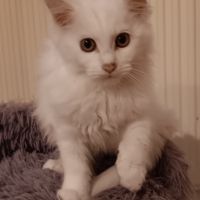 Chaton maine coon #2