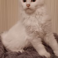 Chaton maine coon #3