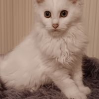 Chaton maine coon #4