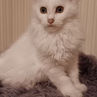 Chaton maine coon #0