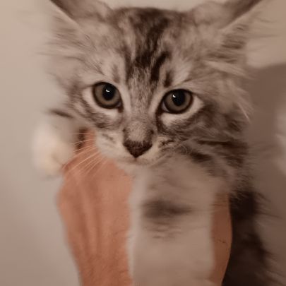 Chaton maine coon loof