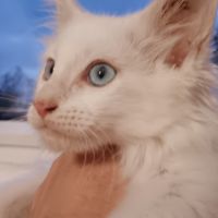 Chaton maine coon loof #3