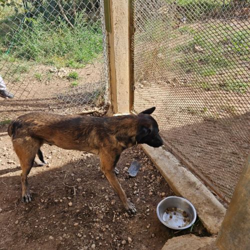 Donne chien contre bons soins #0