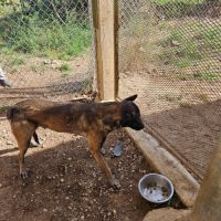 Donne chien contre bons soins