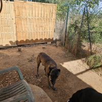 Donne chien contre bons soins #2