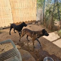 Donne chien contre bons soins #3