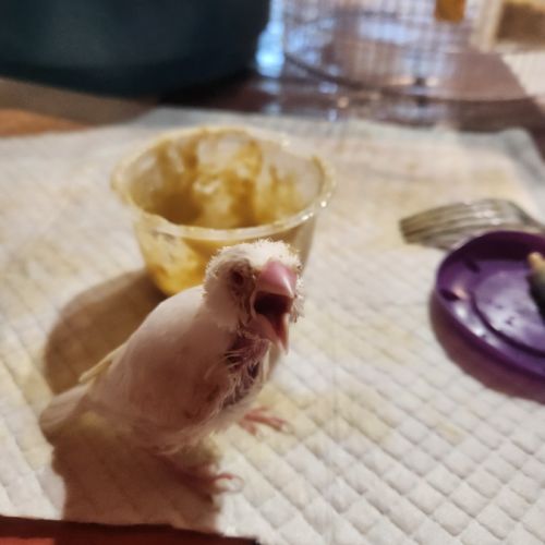 3 paddas de java non sexes eam #2