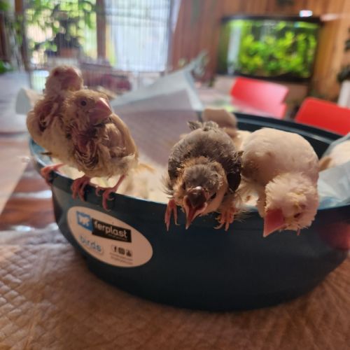 3 paddas de java non sexes eam #3