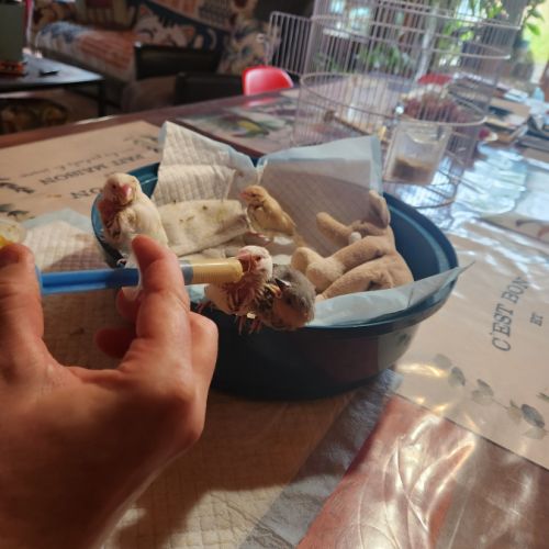 3 paddas de java non sexes eam #6