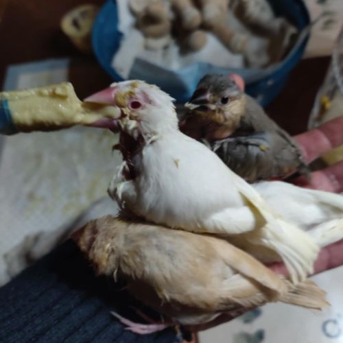 3 paddas de java non sexes eam #0