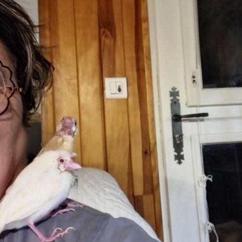 2 paddas de java non sexes eam