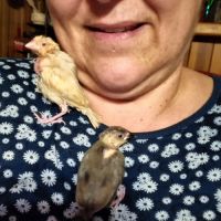 3 paddas de java non sexes eam #1