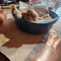 3 paddas de java non sexes eam #4