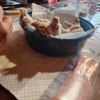 3 paddas de java non sexes eam #5