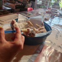 3 paddas de java non sexes eam #6