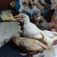 3 paddas de java non sexes eam