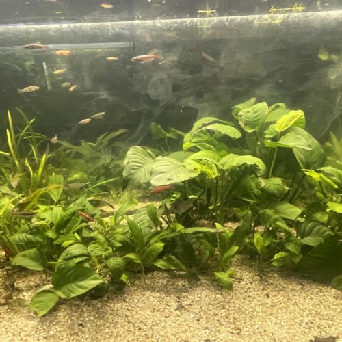 Poissons avec aquarium complet #2