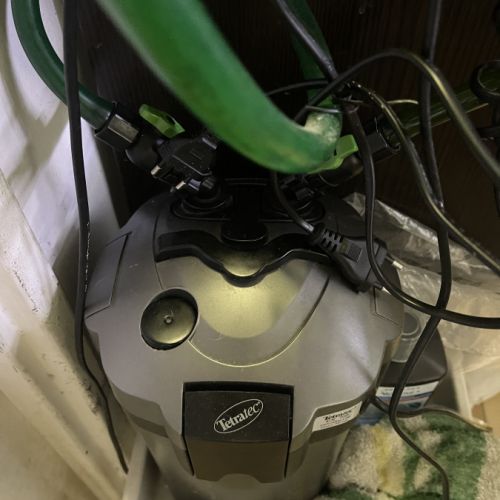 Poissons avec aquarium complet