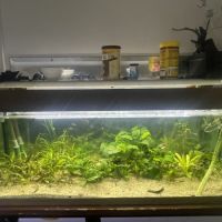 Poissons avec aquarium complet #1