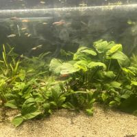 Poissons avec aquarium complet #2