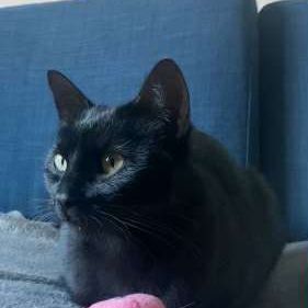 Moon cherche sa famille pour la vie ! #1