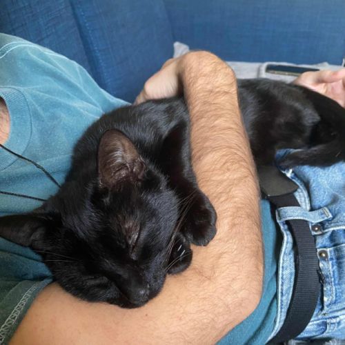 Moon cherche sa famille pour la vie ! #2